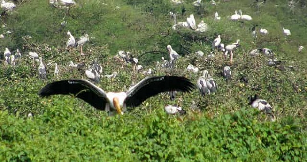vedanthangal bird sanctuary3 min