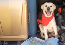 Guide on Flight Charges For Pets in India: Traveling with Your Pet Flight Charges For Pets in India