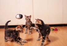 Impact of Raw Feeding on Cat Behavior and Energy Levels Impact of Raw Feeding on Cat Behavior and Energy Levels pet kitten