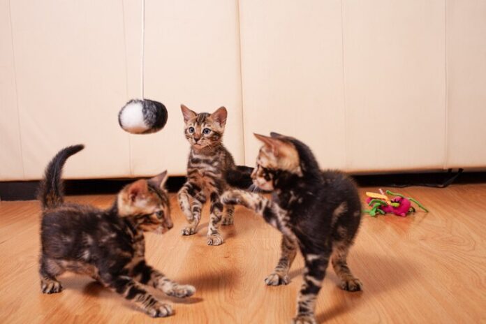 Impact of Raw Feeding on Cat Behavior and Energy Levels pet kitten